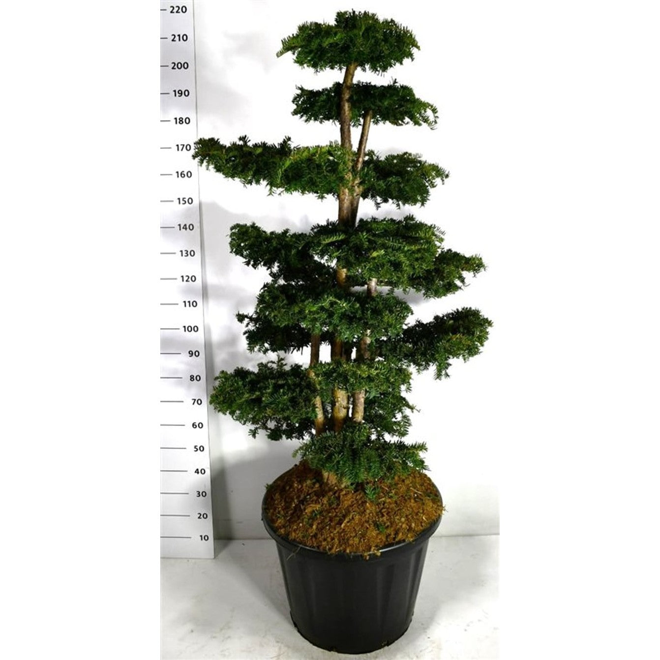 Idegran – Taxus baccata 'Dovastoniana' - C110 125-150 cm. Bonsai